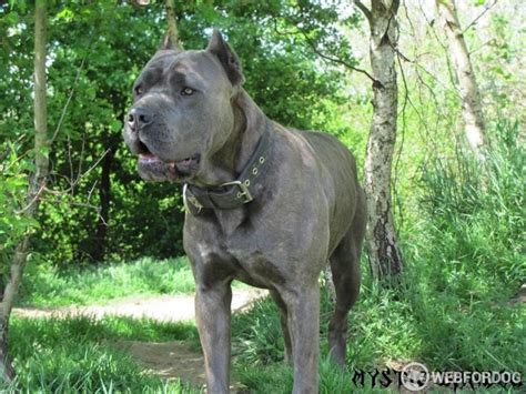 Bandog prodej